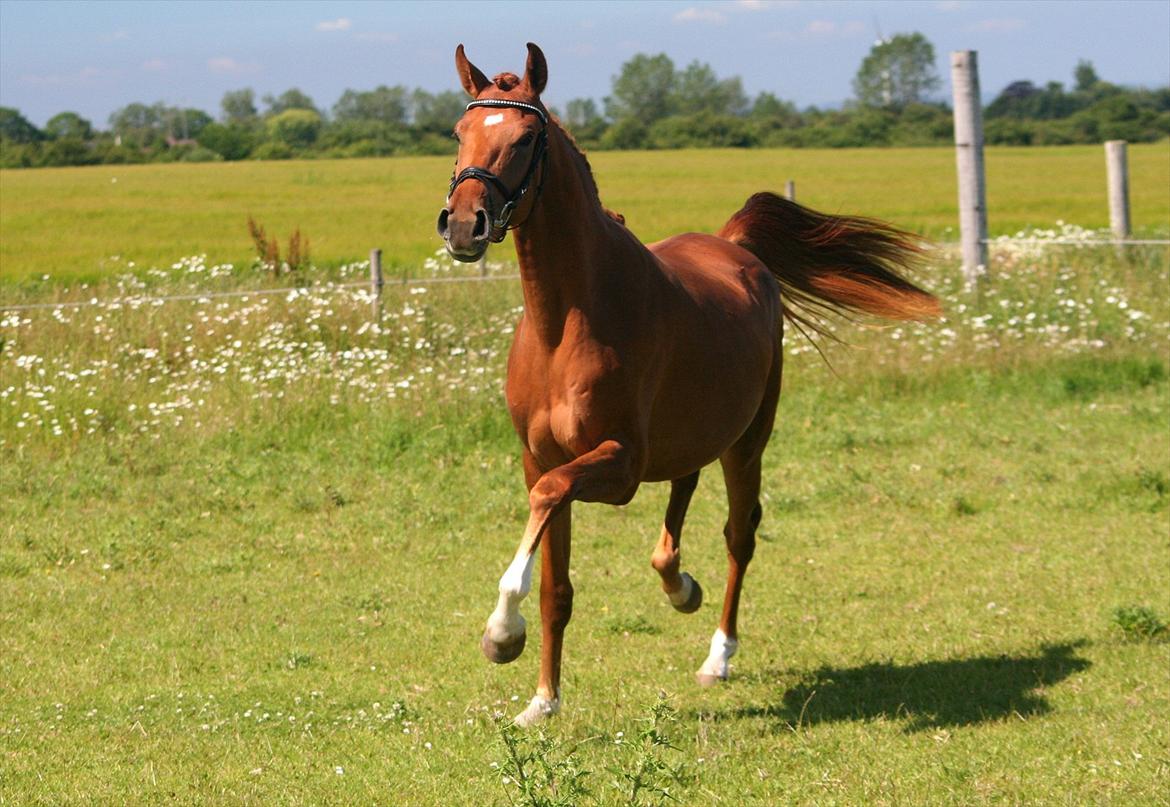 Dansk Varmblod Hoelgaards Simply Red billede 11