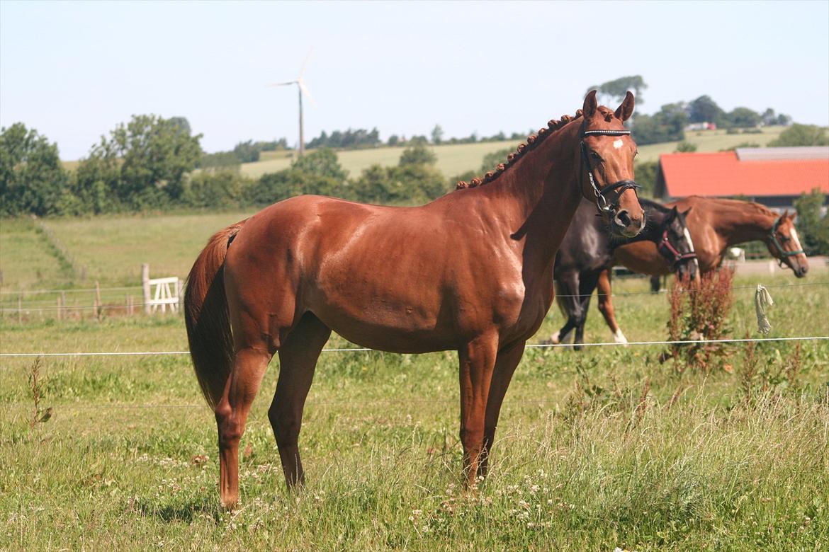 Dansk Varmblod Hoelgaards Simply Red billede 12
