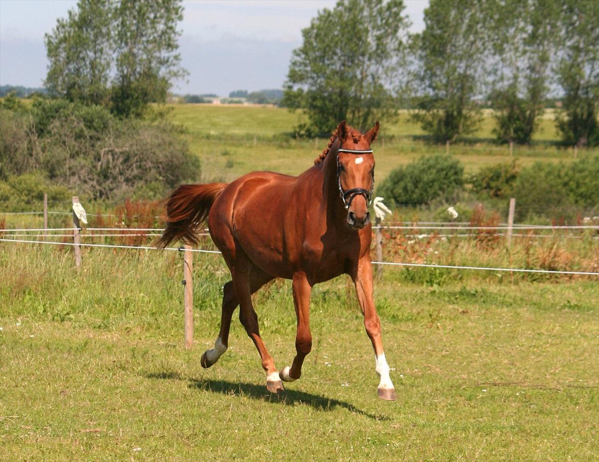 Dansk Varmblod Hoelgaards Simply Red billede 13