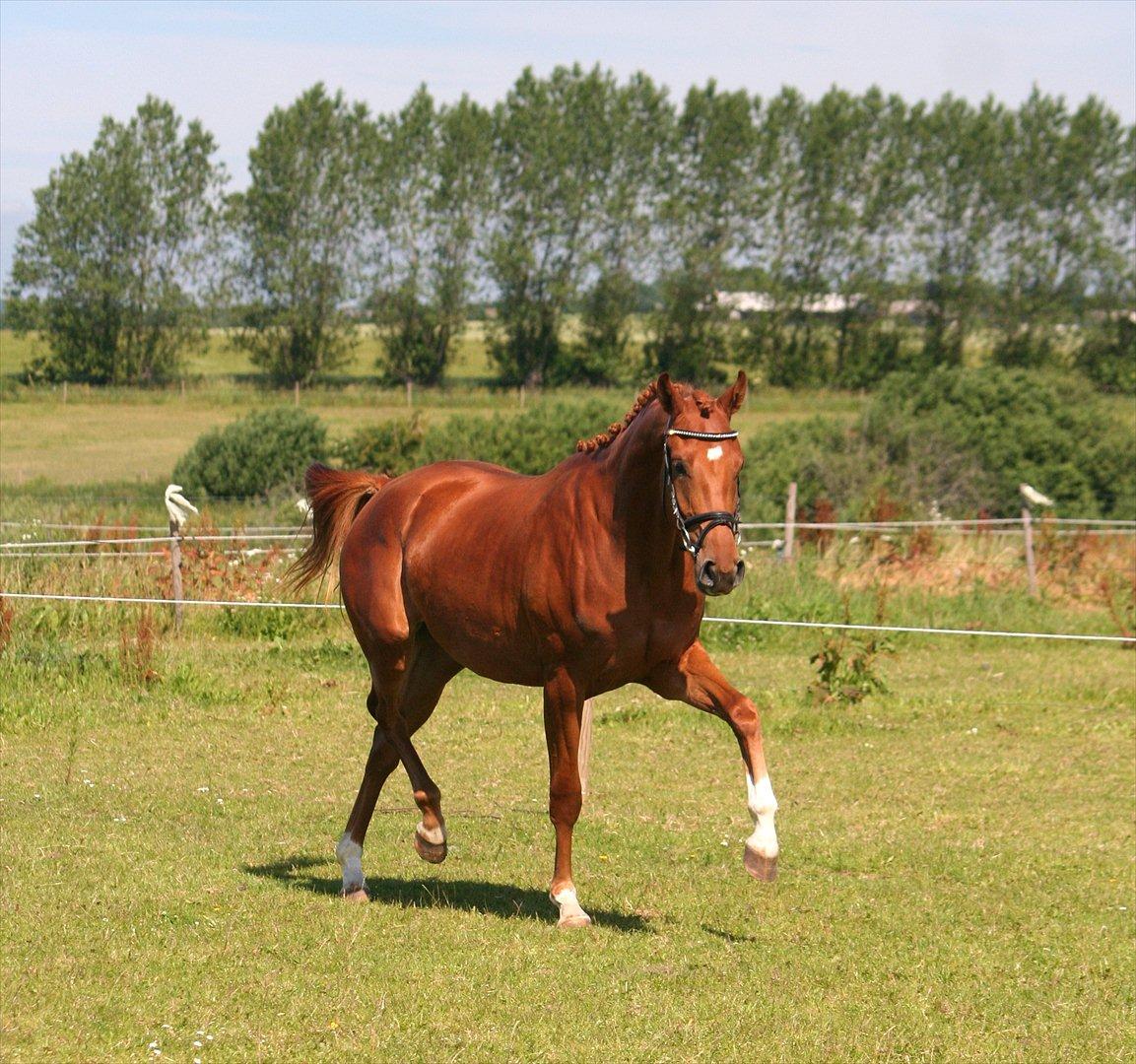 Dansk Varmblod Hoelgaards Simply Red billede 14