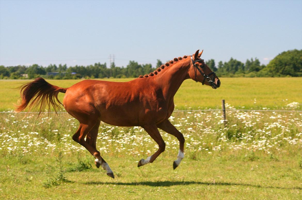 Dansk Varmblod Hoelgaards Simply Red billede 15