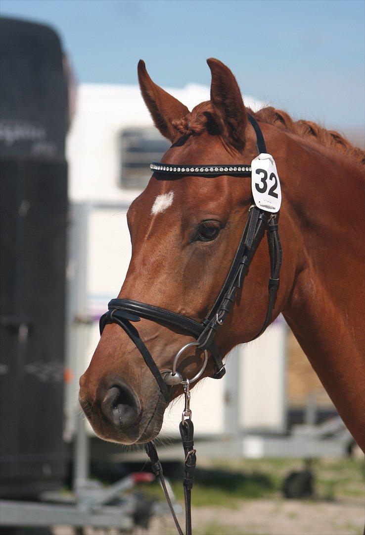 Dansk Varmblod Hoelgaards Simply Red billede 16