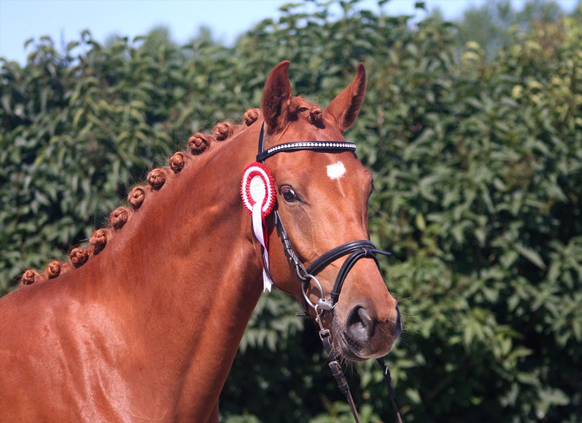 Dansk Varmblod Hoelgaards Simply Red billede 17