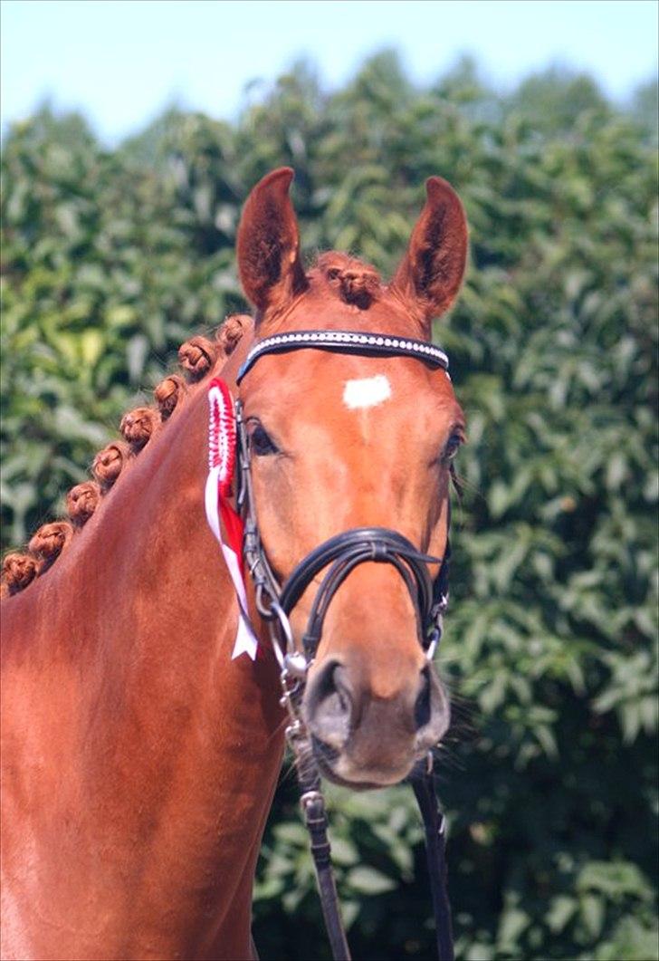 Dansk Varmblod Hoelgaards Simply Red billede 18