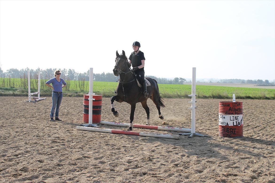 Anden særlig race Flying Maddie billede 9