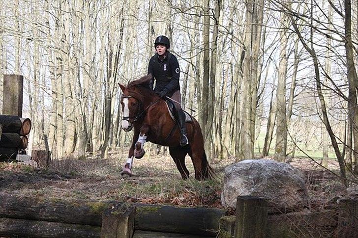 DSP Majblis billede 5