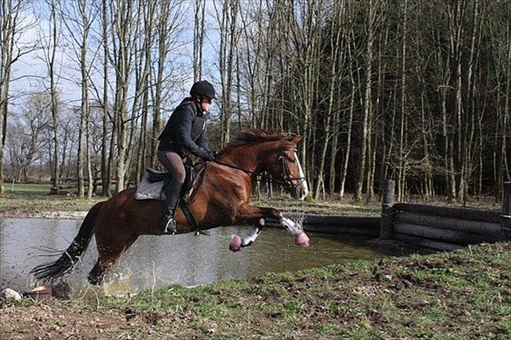 DSP Majblis billede 3