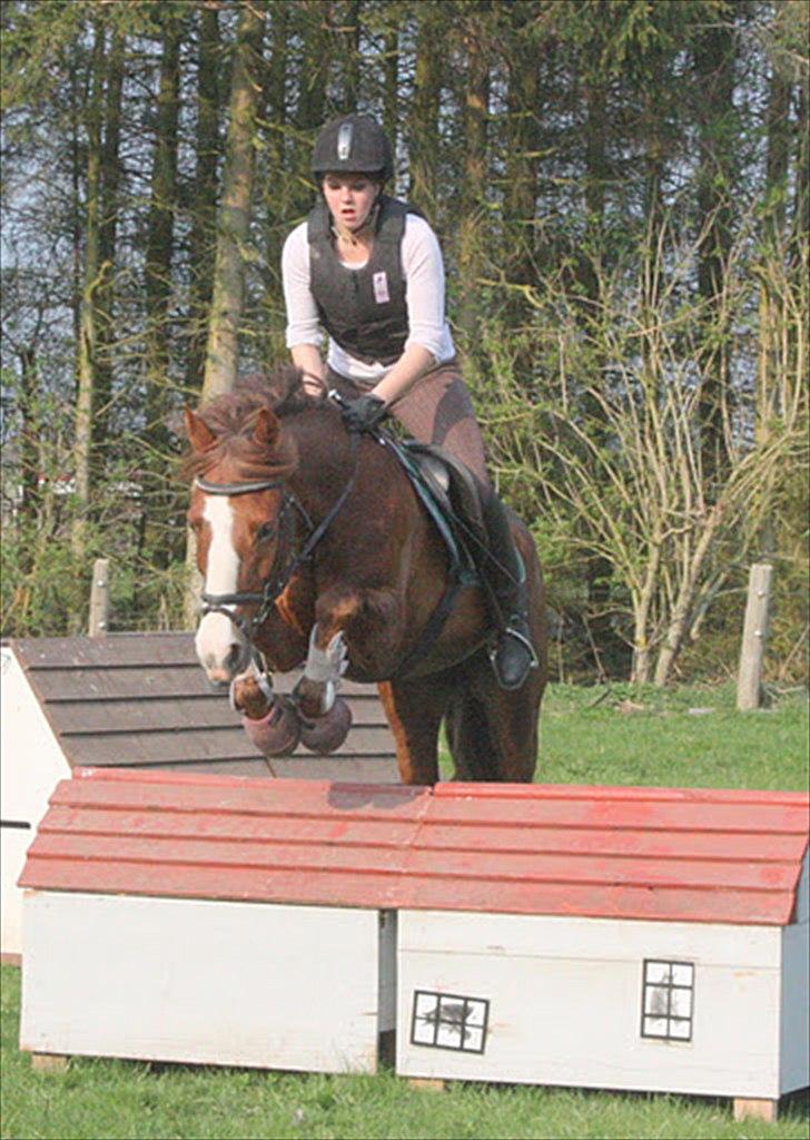 DSP Majblis billede 6