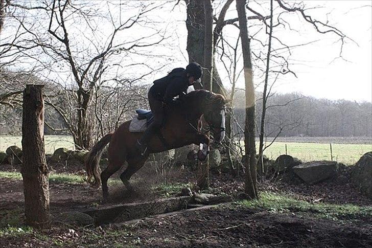 DSP Majblis billede 7