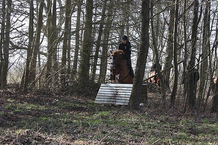 DSP Majblis billede 8