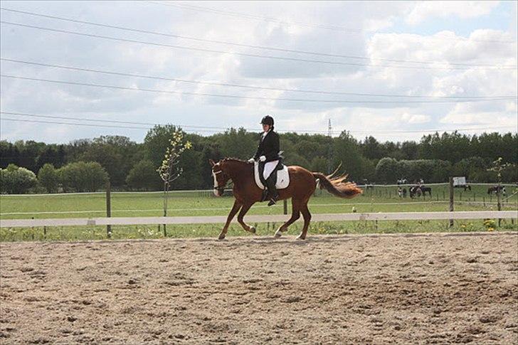 DSP Majblis billede 1