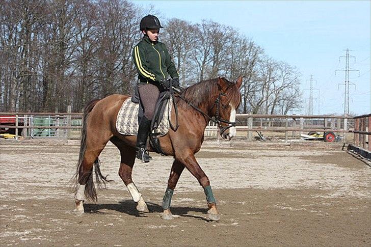 DSP Majblis billede 10