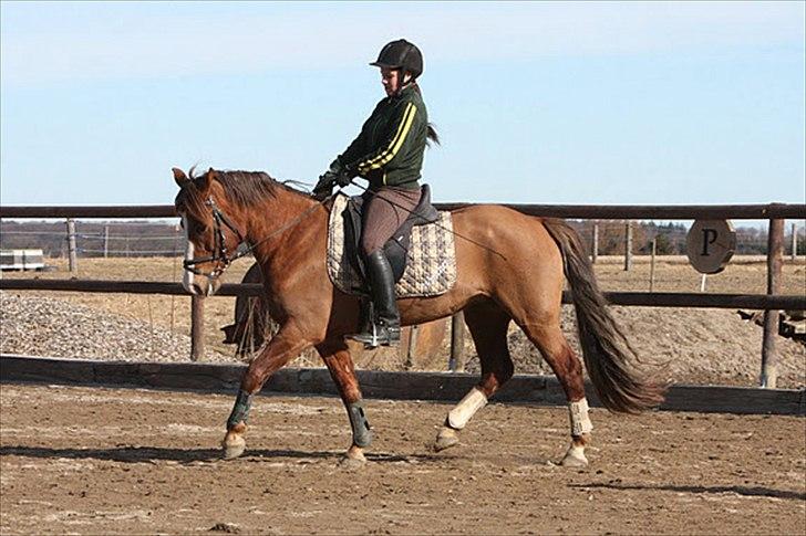 DSP Majblis billede 11