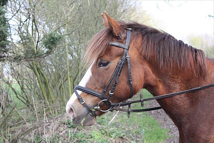 DSP Majblis billede 19