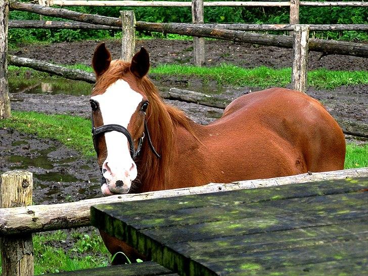 Arabisk fuldblod (OX) Maglebjergs My Girl Laura - Glæden ved venskab, glæden ved dig og mig, glæden ved hinanden! ♥
Billed: Mig billede 20