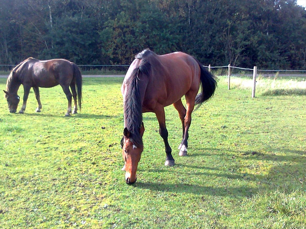 Holstener LASSE billede 13