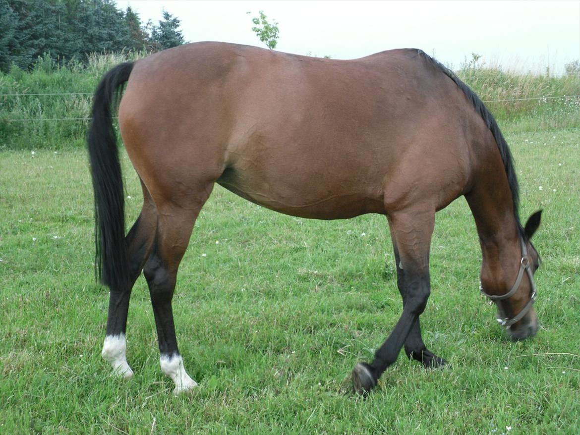 Hollandsk Sportspony Beauty - Søde pony, med sommerpels billede 7