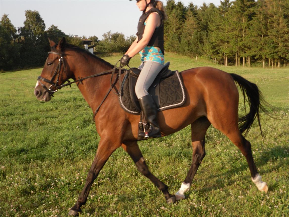 Hollandsk Sportspony Beauty - Ude og Springe :-) billede 8