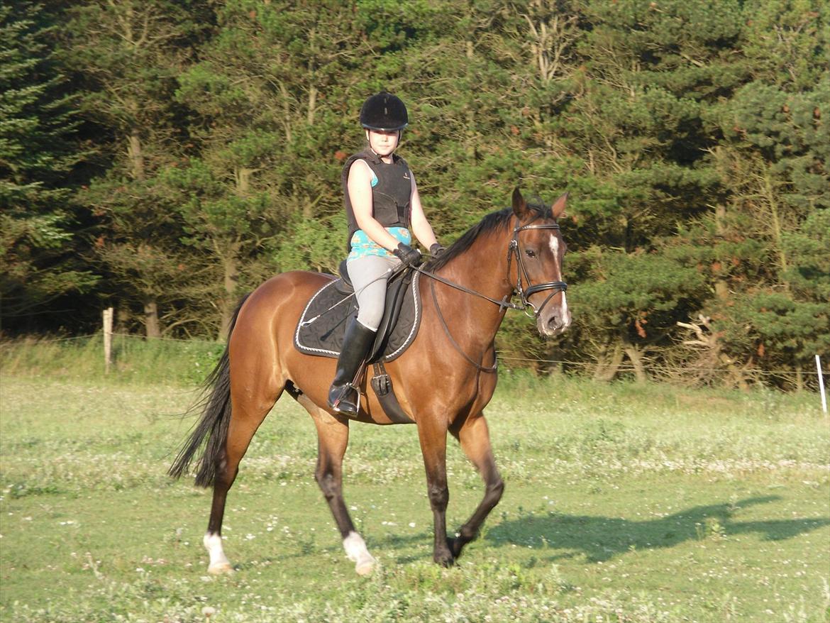 Hollandsk Sportspony Beauty - Tykke ;i billede 9