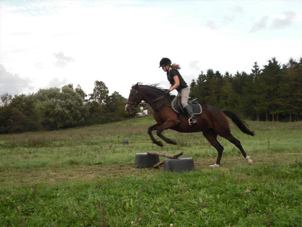 Hollandsk Sportspony Beauty - Hupsa! :-) billede 10