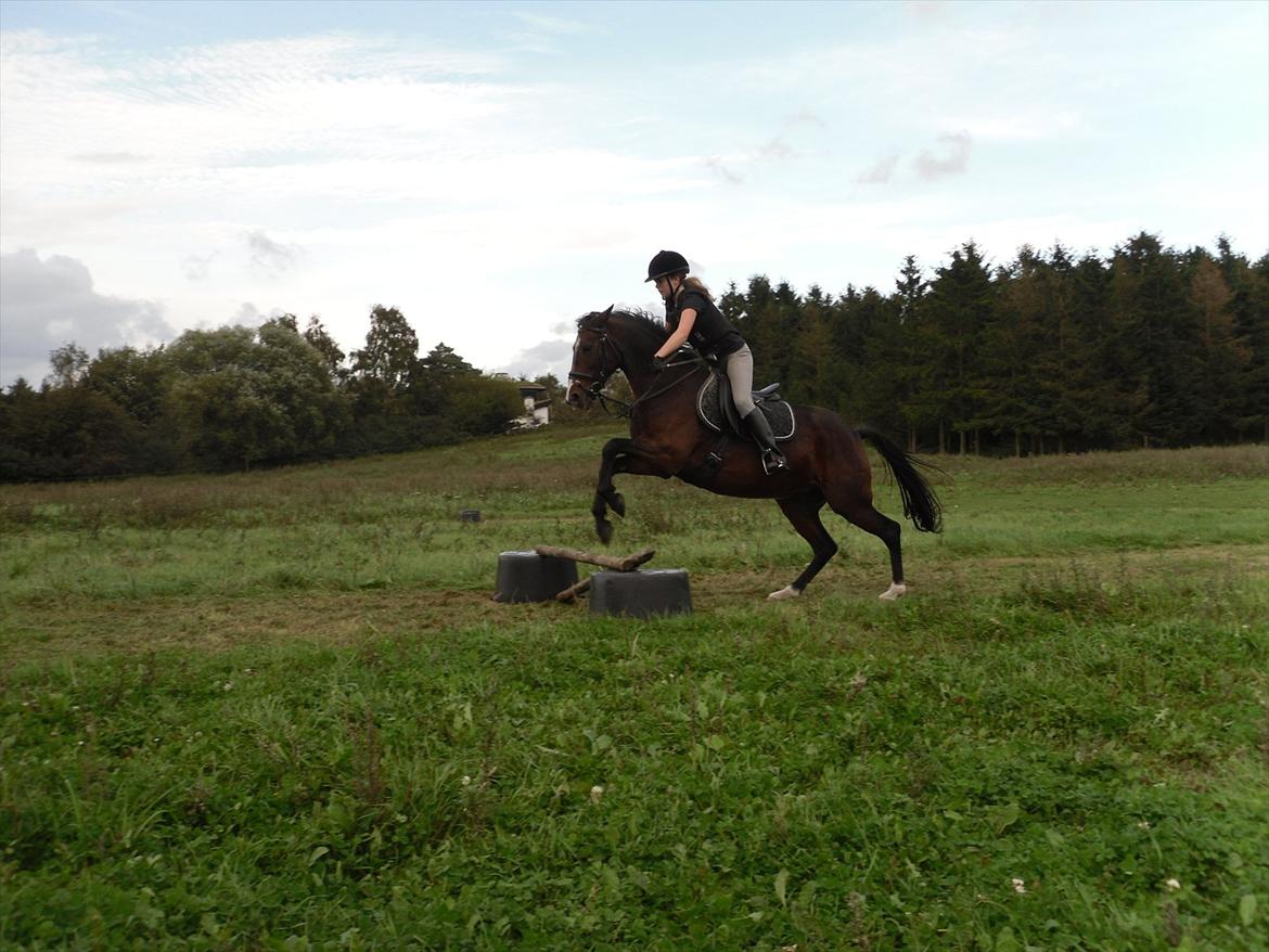 Hollandsk Sportspony Beauty - Hupsa!! :-)) billede 11