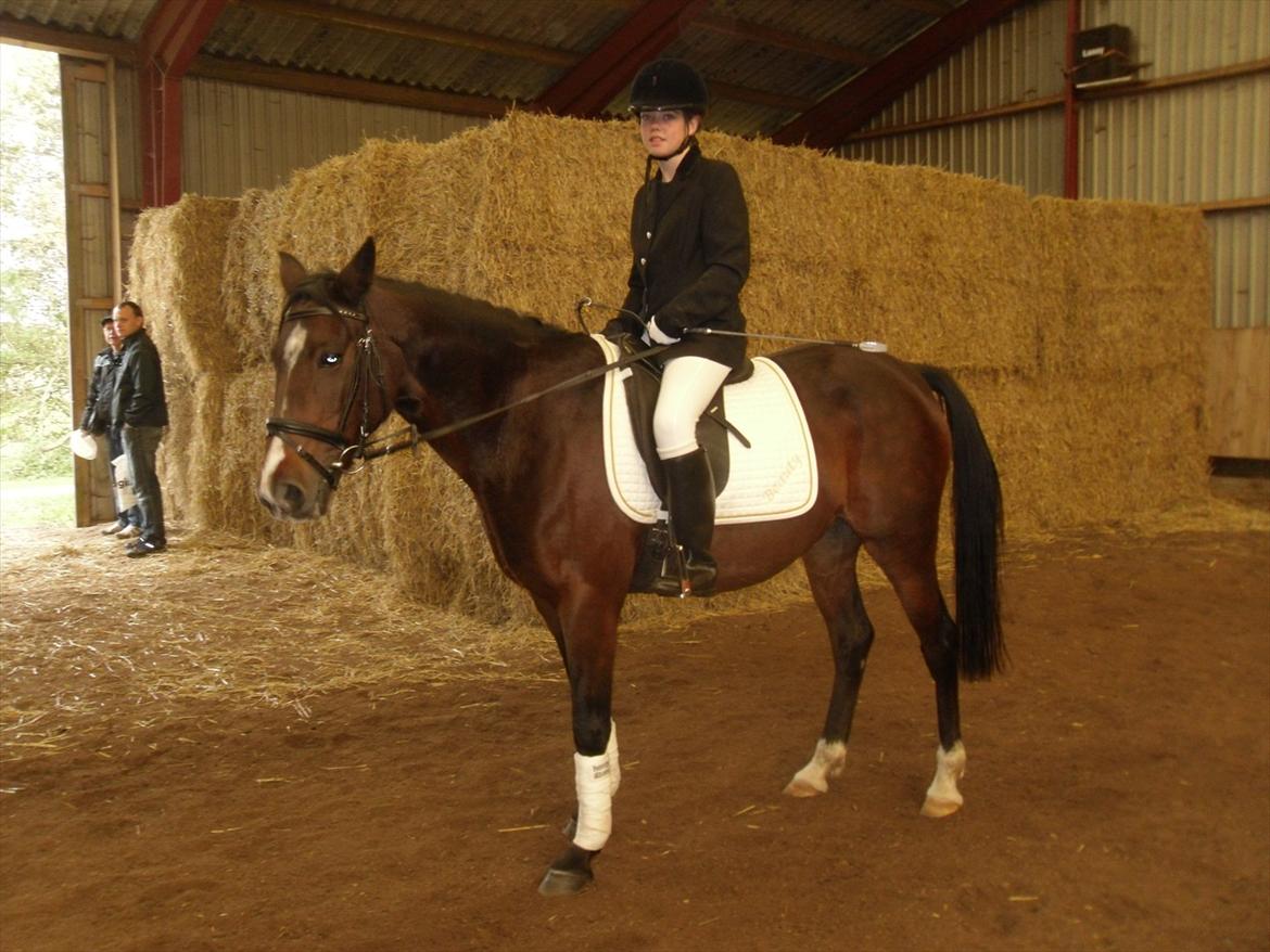 Hollandsk Sportspony Beauty - Stævne d. 9 Stenlille Ridecenter billede 12