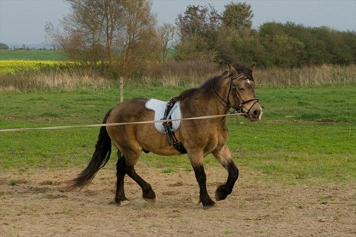 Koldblodstraver Don Düval billede 10