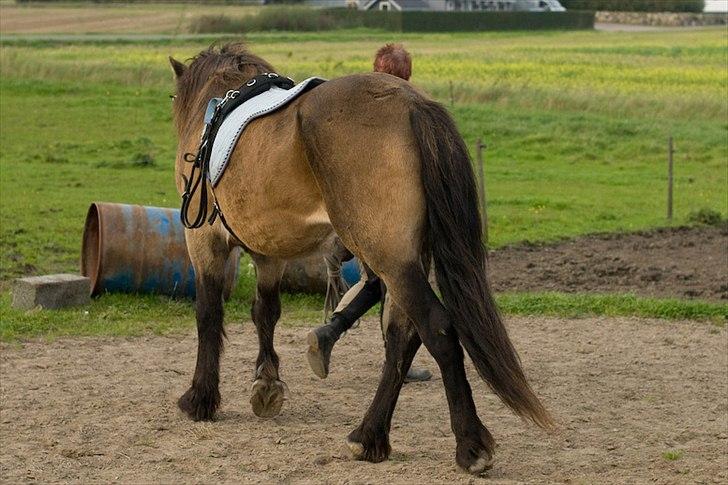Koldblodstraver Don Düval - Helt uden snor billede 14