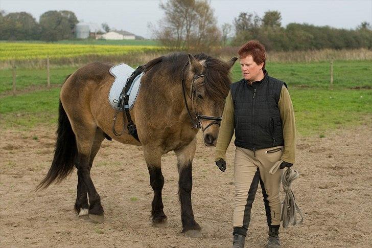 Koldblodstraver Don Düval billede 16