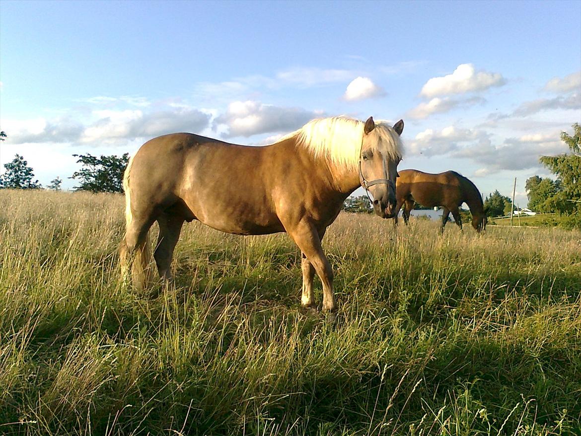 Haflinger August Svandborg  billede 11
