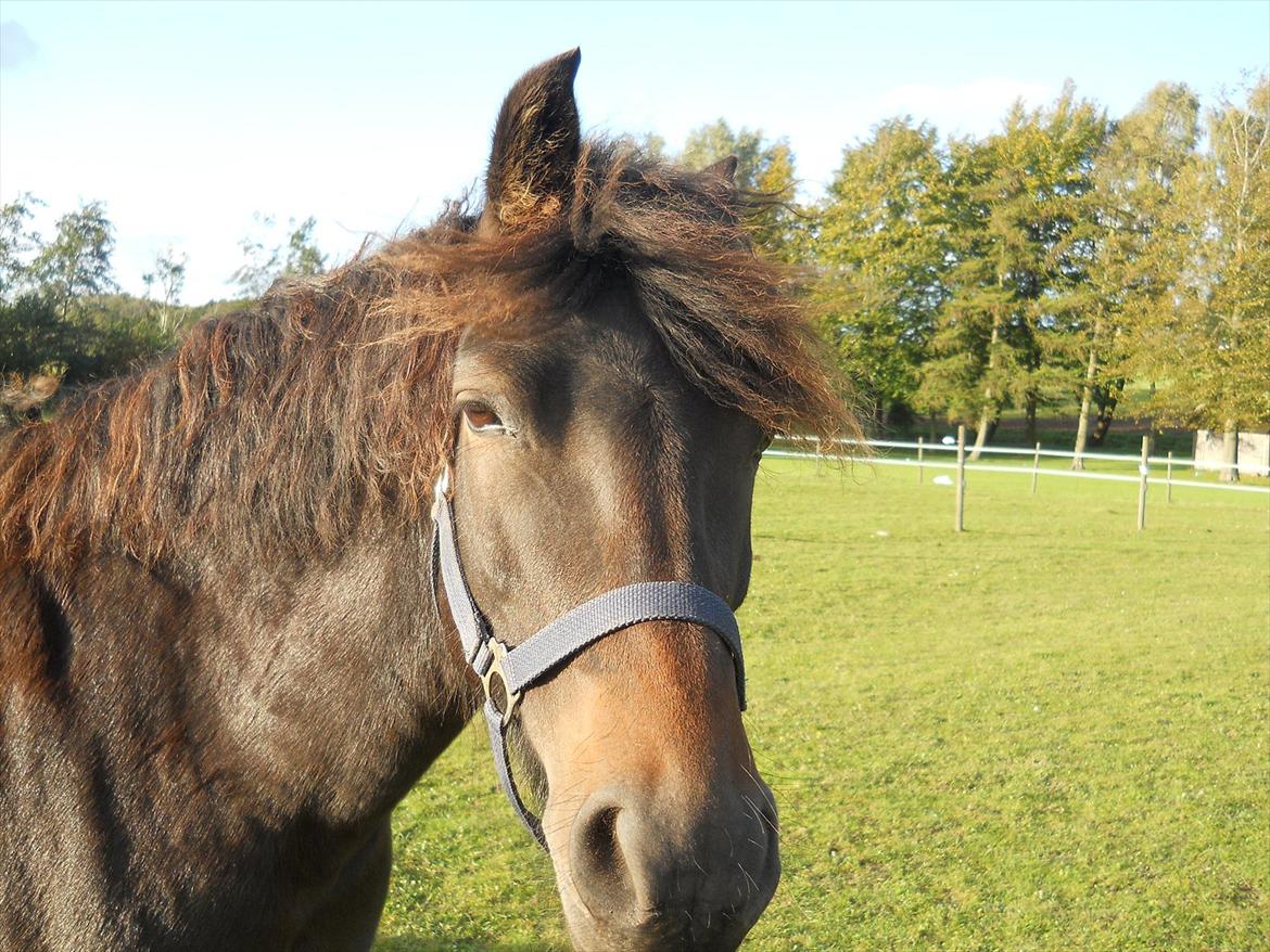 New Forest Elmholts Maritza <3  (Ritten) - Charme, selvtillid og lækkert hår :) billede 10