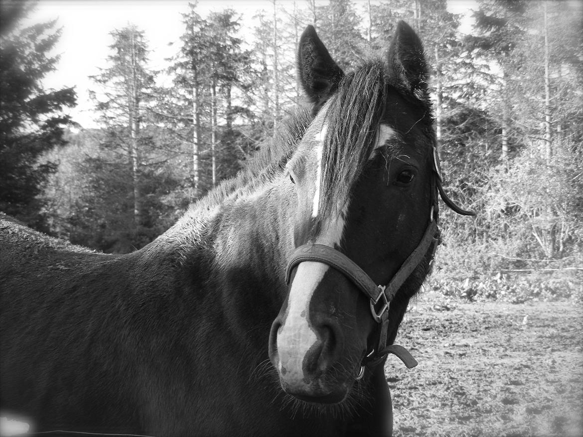 Irish Cob Bigumsgårds Dina  billede 19