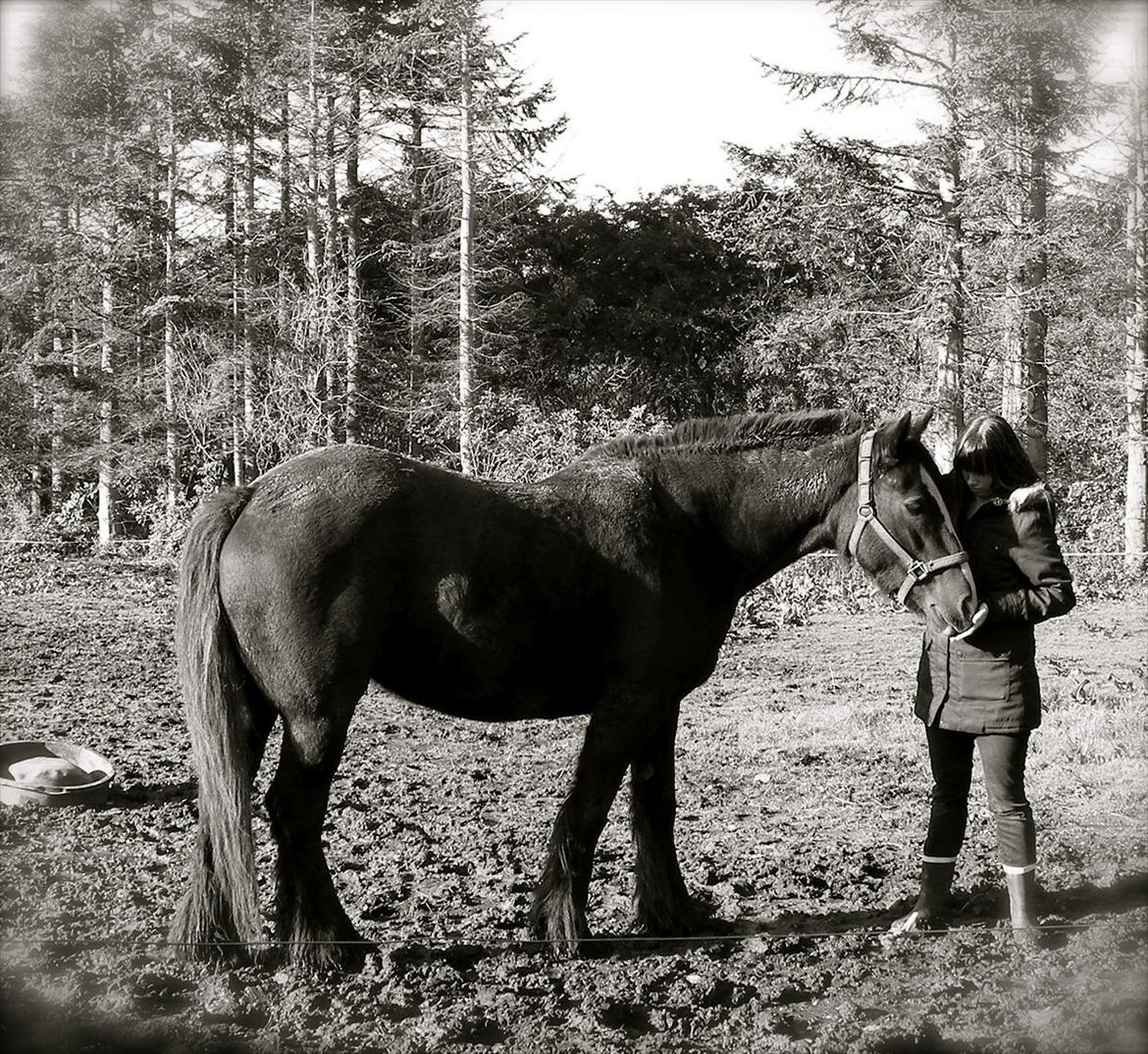 Irish Cob Bigumsgårds Dina  billede 20