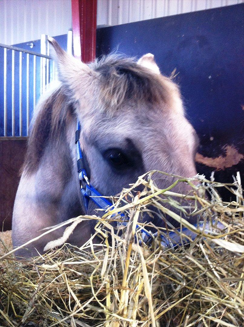 Konik Polski | Gneisti | Hvil i fred - Min lille pony ude på dyrlægeklinikken. Han var fantastisk den dag! Han tog alt helt roligt. | Foto: Mig billede 14