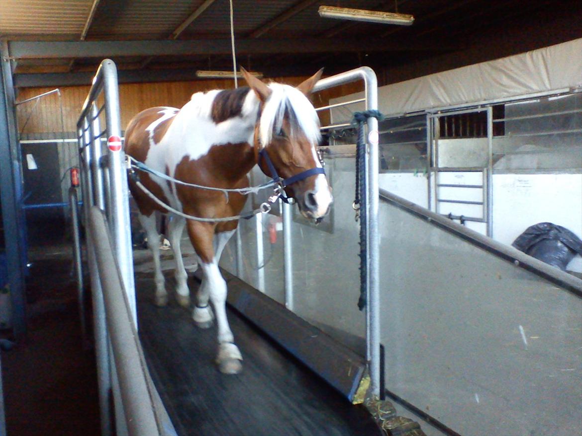 Anden særlig race Vicky Roma B-pony - motionere lidt på skridtbåndet :) billede 8