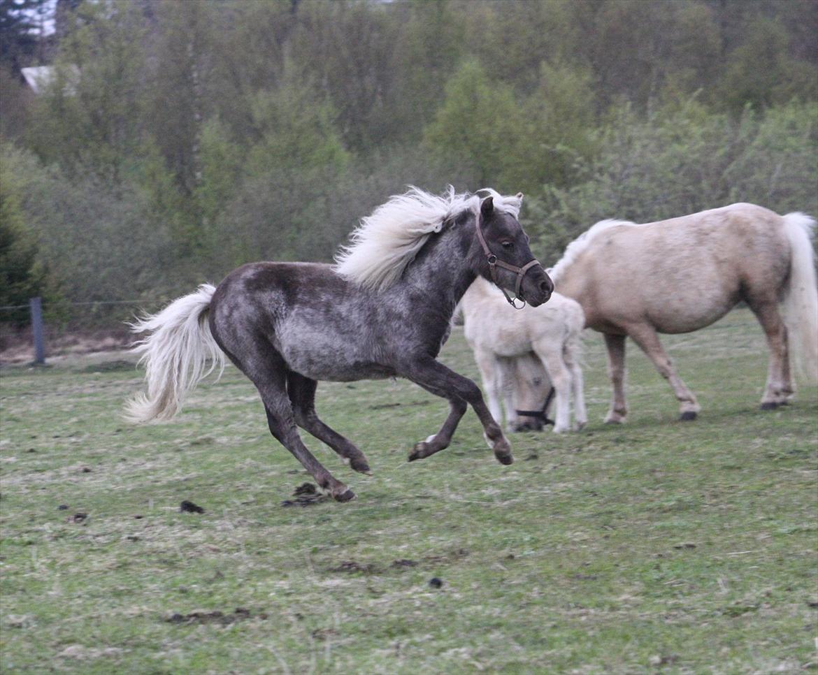 Amerikansk Miniature Humhills Showin Up A Storm billede 6
