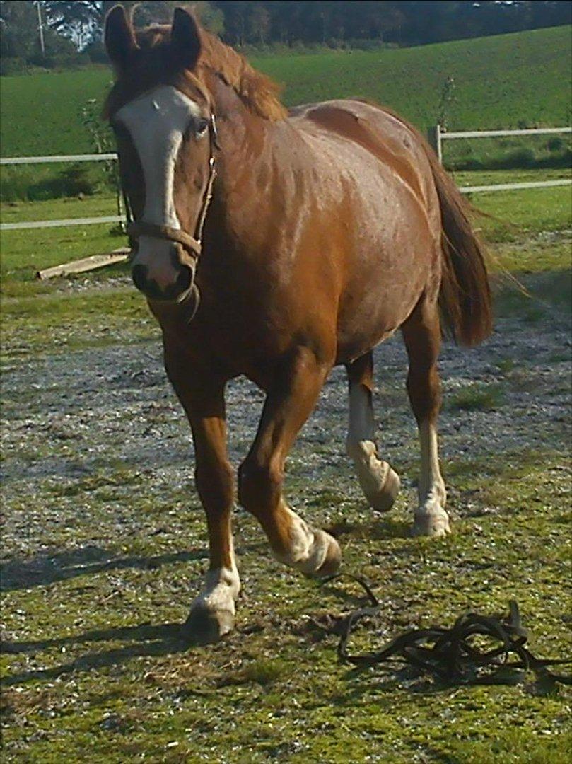 Anden særlig race Isabella (Issa) <3 Solgt :'( billede 30