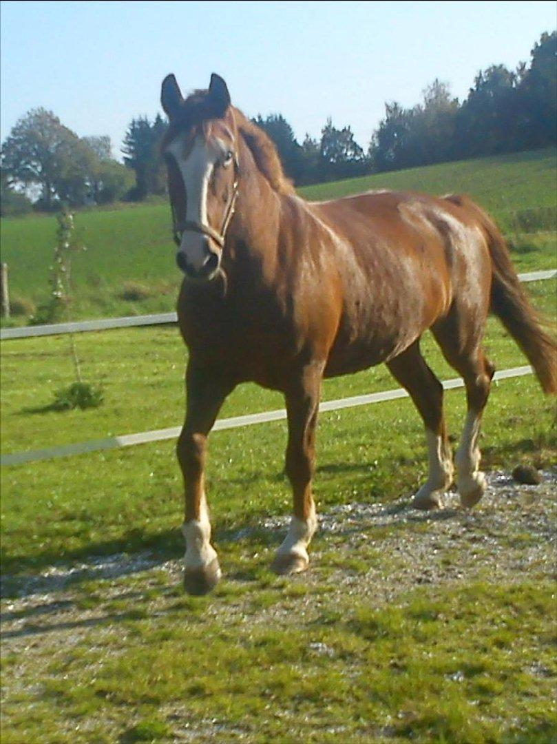 Anden særlig race Isabella (Issa) <3 Solgt :'( billede 20