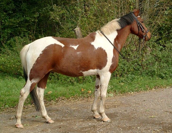 Hollandsk Sportspony Elmelunds Dalton - Smukke Dalle;)<3
 billede 2