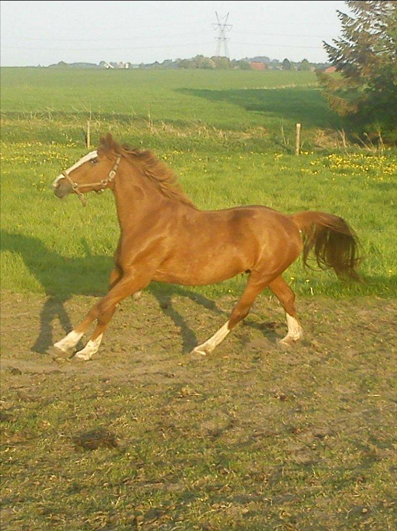 Anden særlig race Isabella (Issa) <3 Solgt :'( billede 19