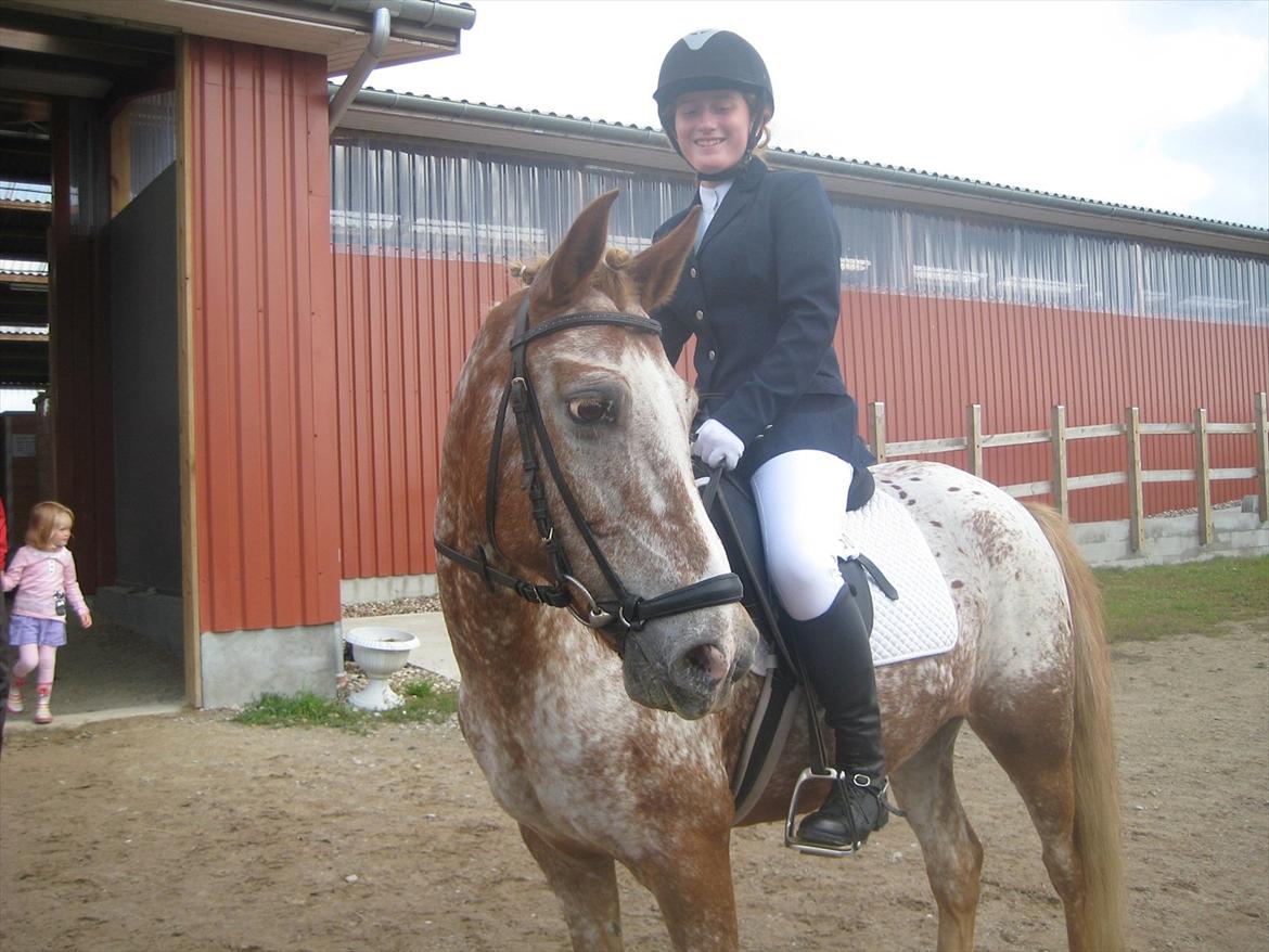 Anden særlig race Jolly Jumper - Stævne i EUR billede 14