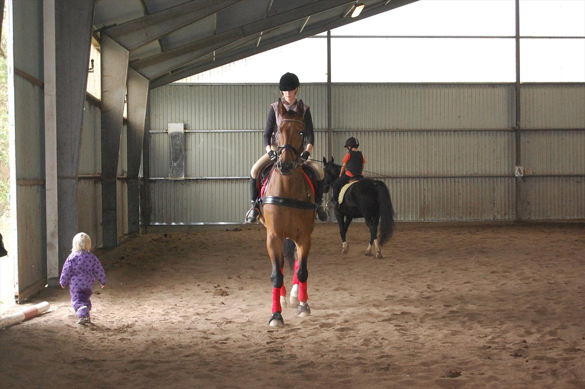 Dansk Varmblod Lotus billede 2