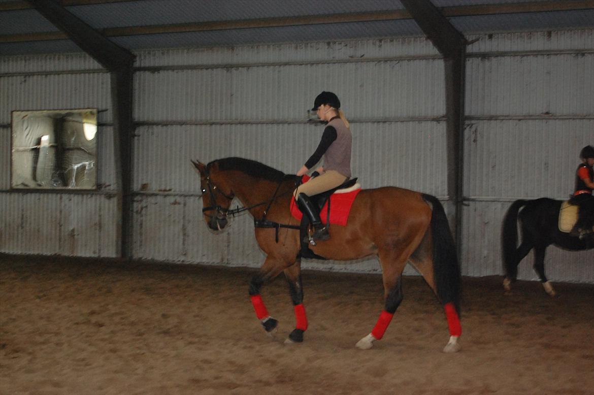 Dansk Varmblod Lotus billede 3