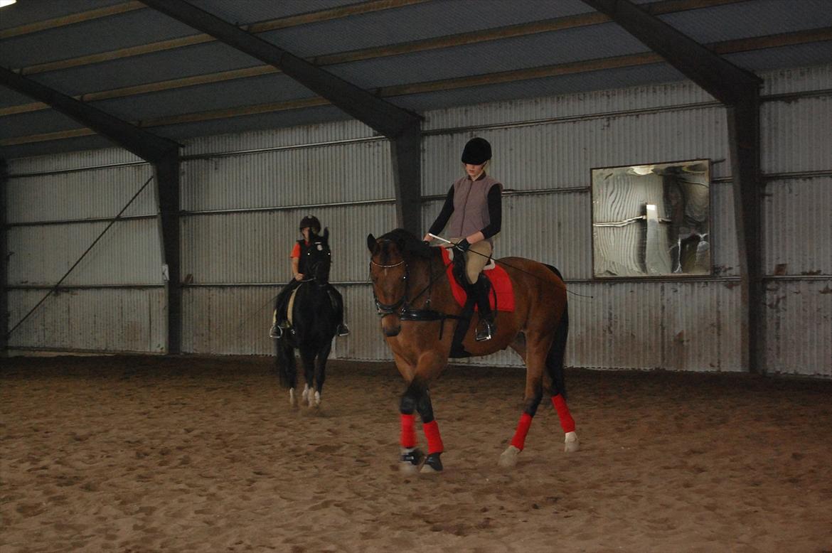 Dansk Varmblod Lotus billede 4