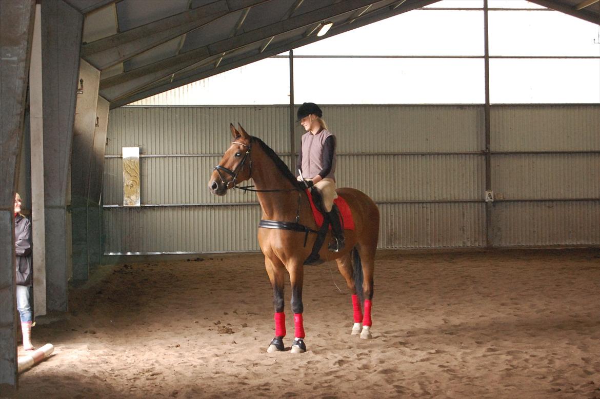 Dansk Varmblod Lotus billede 5