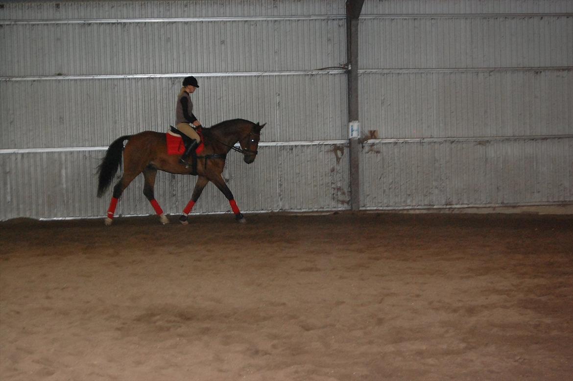 Dansk Varmblod Lotus billede 6