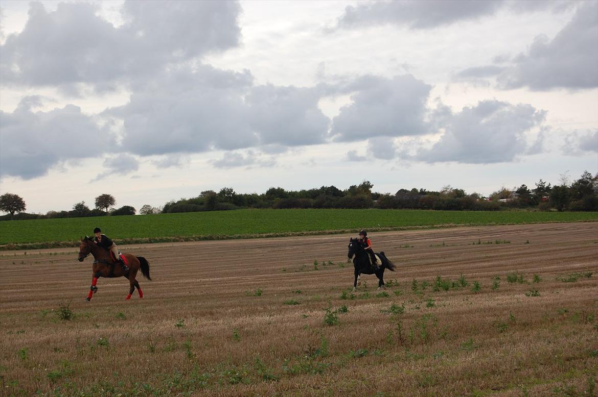 Dansk Varmblod Lotus billede 7