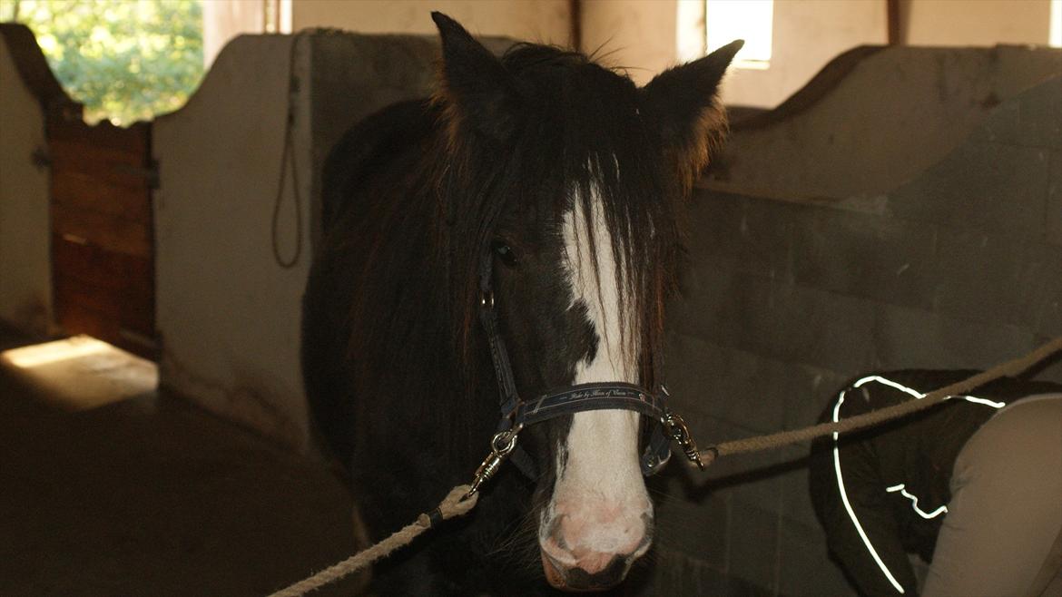 Tinker Kragelunds Darcy billede 14