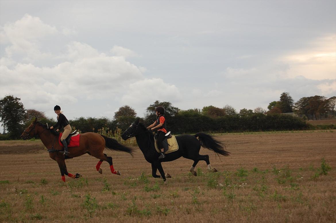 Dansk Varmblod Lotus billede 8