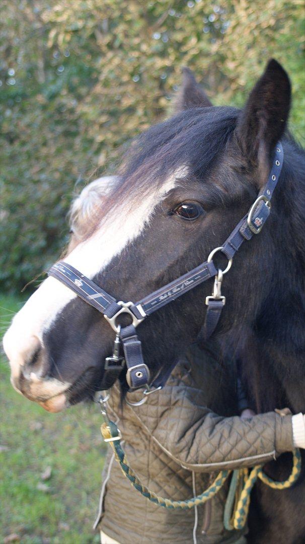 Tinker Kragelunds Darcy - Uh, det er så skønt at blive kløet på halsen billede 16